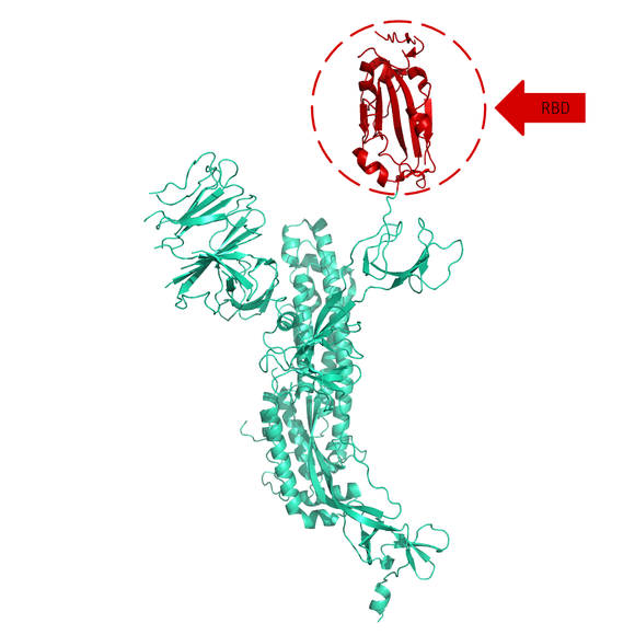 Structural model of Spike S1 RBD Tag-removed