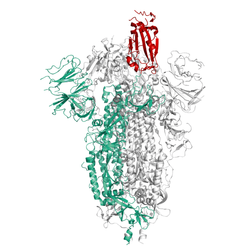 Structural model of SARS-CoV-2 S-Protein Beta, B.1.351 (South Africa), His-Tag, Trimer