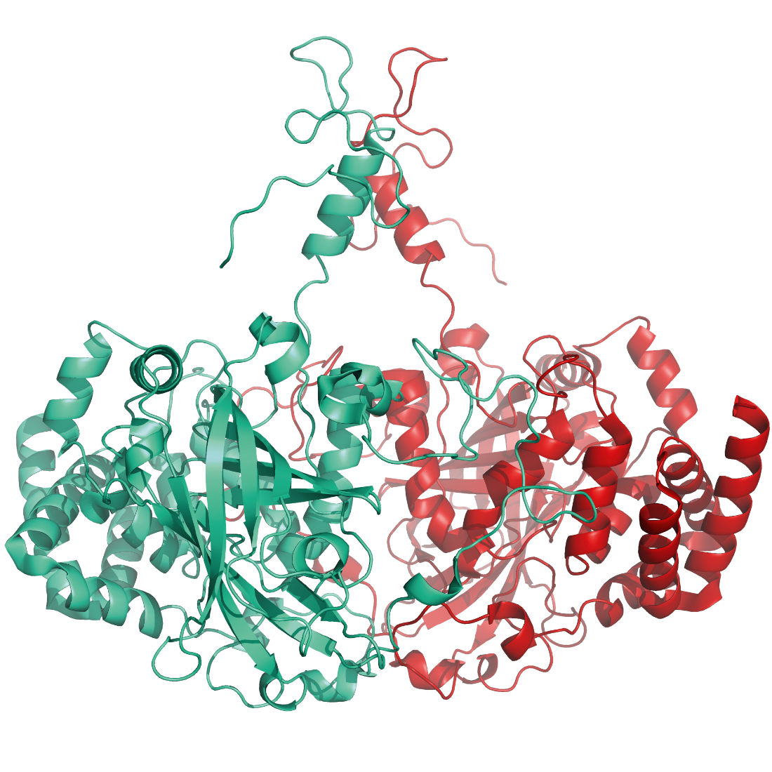 Structural model of Catalase trenzyme