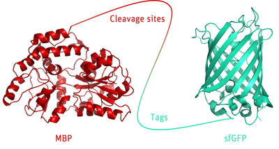 illustration greenTEV Cleavage Kit trenzyme