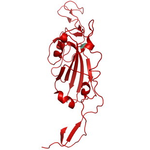 Structural model of SARS-CoV-2 S1 (RBD) B.1.141/B.1.258 (Scotland/U.K.), GFP/His-Tag