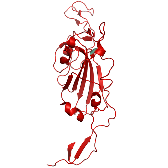 Structural model of SARS-CoV-2 S1 (RBD) B.1.141/B.1.258 (Scotland/U.K.), GFP/His-Tag