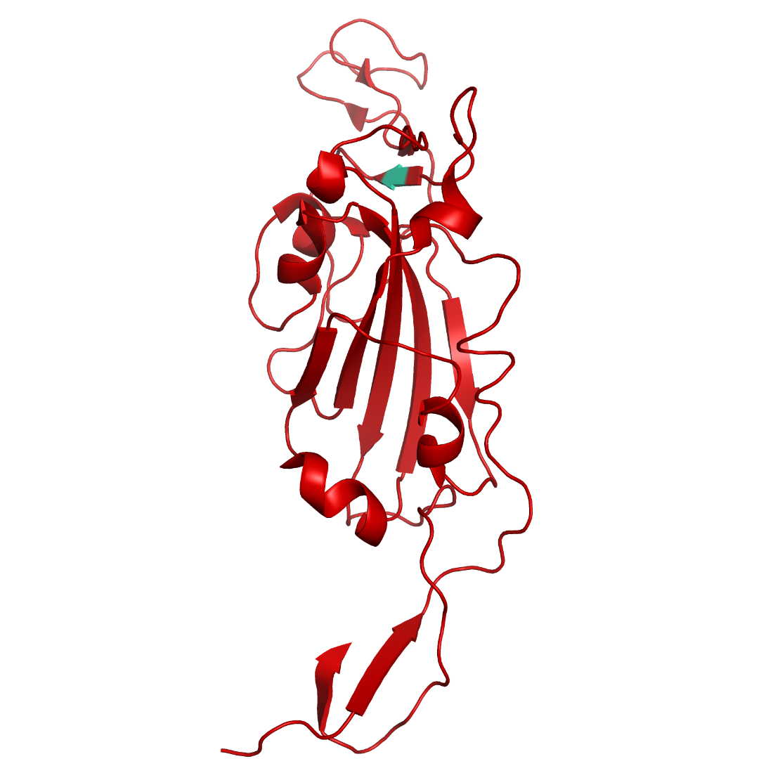 Structural model of SARS-CoV-2 S1 (RBD) Cluster 5 (Denmark), GFP/His-Tag