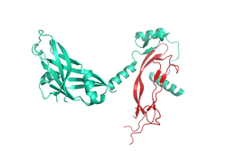 illustration pro-activin A GFP/His-tag human trenzyme