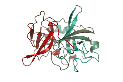 illustration hCELA3B, His-Tag; inactive variant elastase trenzyme