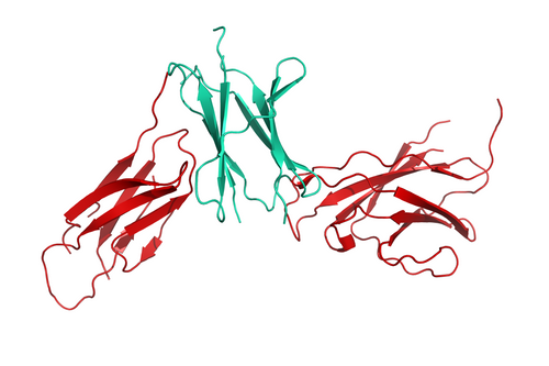illustration Interleukin-13 receptor subunit alpha-1 trenzyme