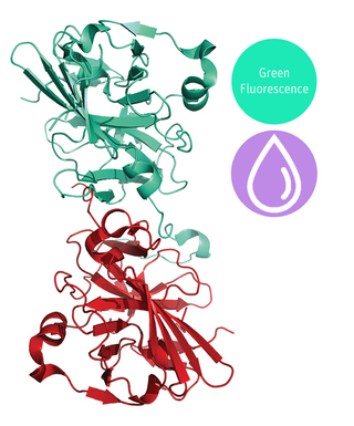 greenTEV liquid structure model 3D graphic