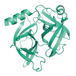 Structural model of hCELA3A, GFP/His-Tag