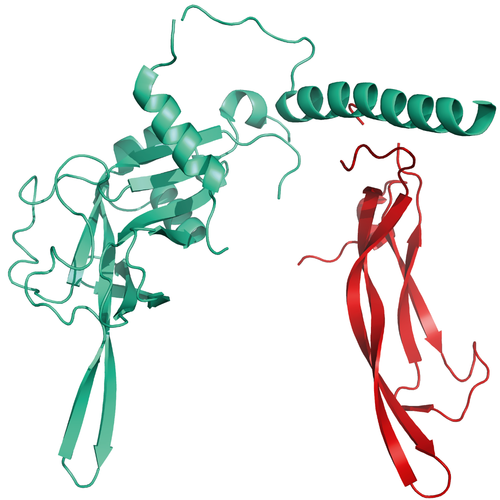 Structural model of pro-TGF-beta 1