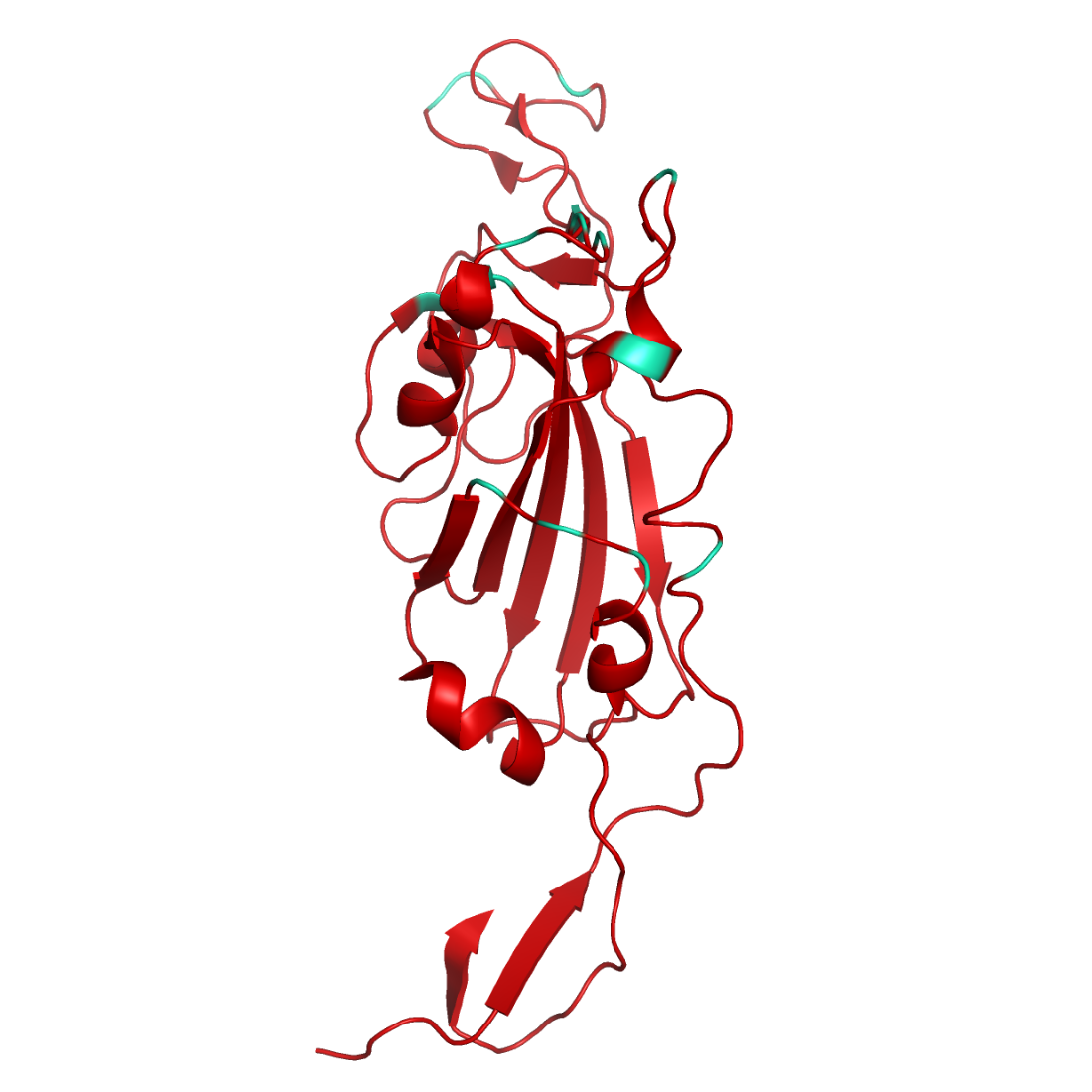 Structural model of SARS-CoV-2 S1 (RBD) Omicron B.1.1.529, GFP/His-Tag 