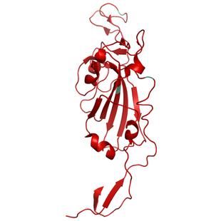 Structural model of SARS-CoV-2 S1 (RBD) Mu B.1.621 (Columbia), GFP/His-Tag
